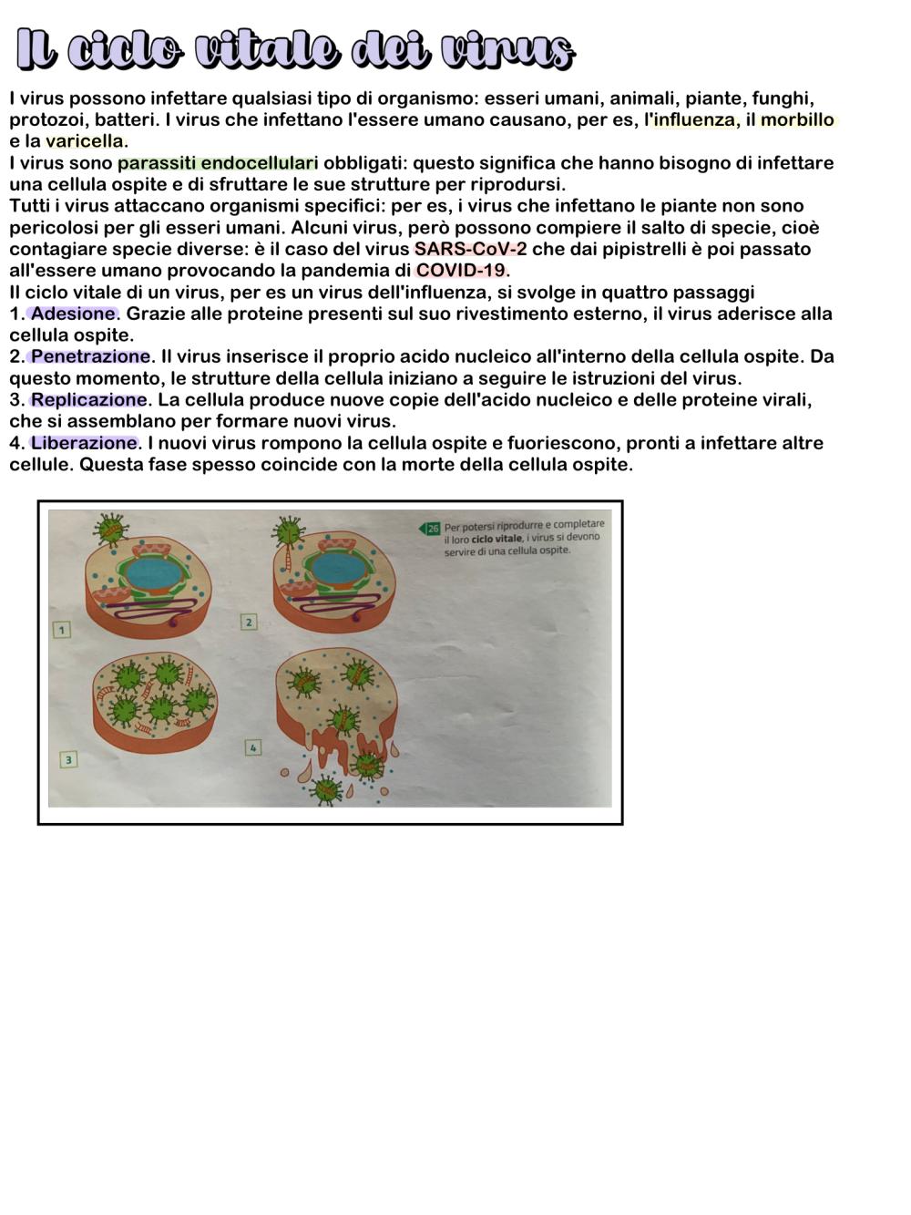 Riproduzione Delle Cellule La Produzione E Il Consumo Di Energia