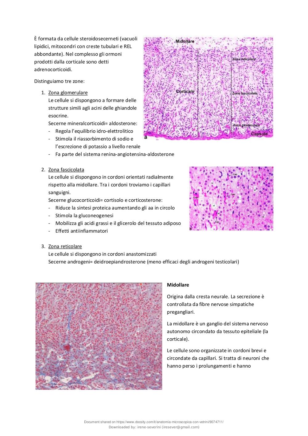 anatomia microscopica con vetrini, Dispense di Anatomia