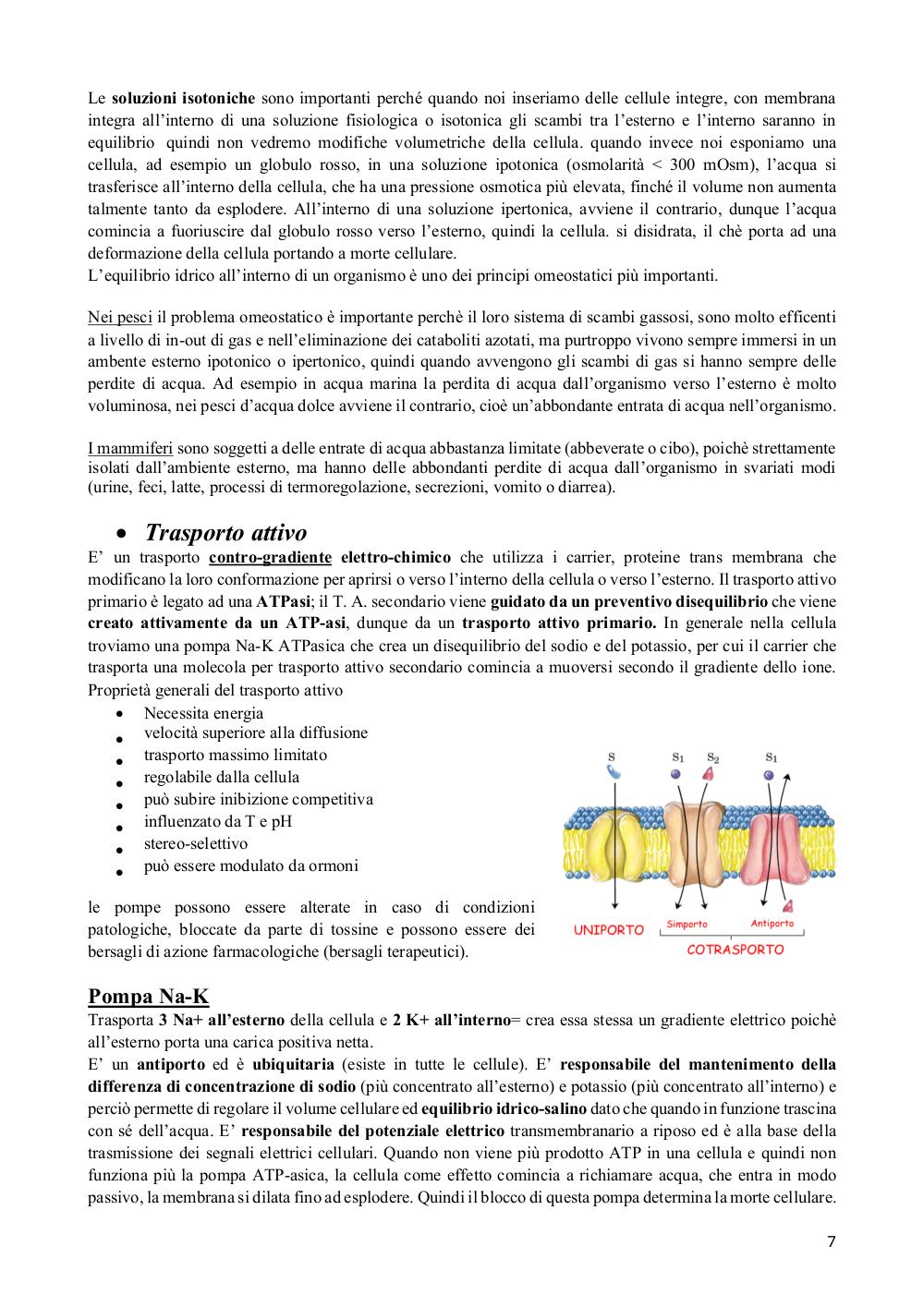 Preview documento per pagina 7