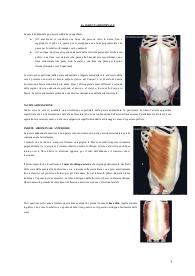Anatomia I quarta parte