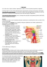 ANATOMIA DEL SISTEMA DIGERENTE : FARINGE. ESOFAGO E STOMACO