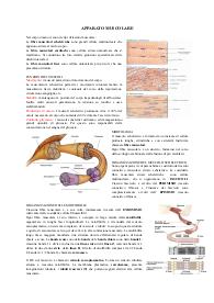 APPARATO MUSCOLARE