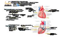 Anatomia Cuore