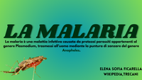 Ricerca sulla Malaria