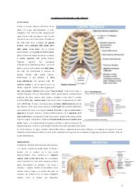 Anatomia I settima parte