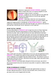 Ricerca di biologia sull'Hydra